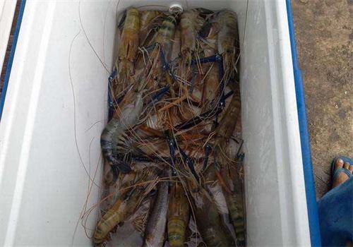 罗氏虾钓虾场加盟