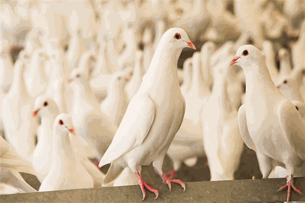 天成鸽业加盟 天成鸽业加盟