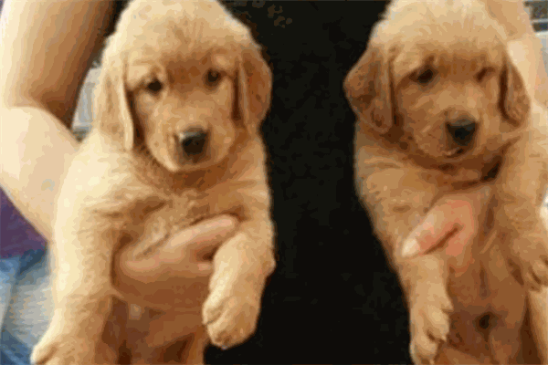 宠物宝宝宠物店加盟