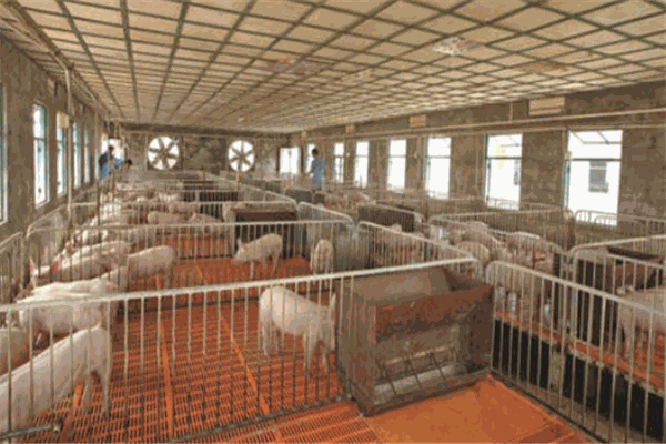 温氏养猪加盟 温氏养猪加盟