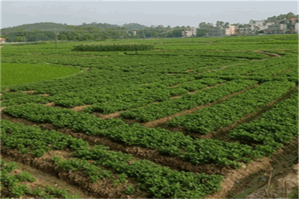 金土地农资加盟