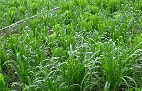 新天地牧草种植加盟