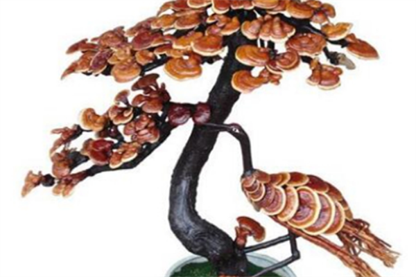 丰宝灵芝盆景加盟