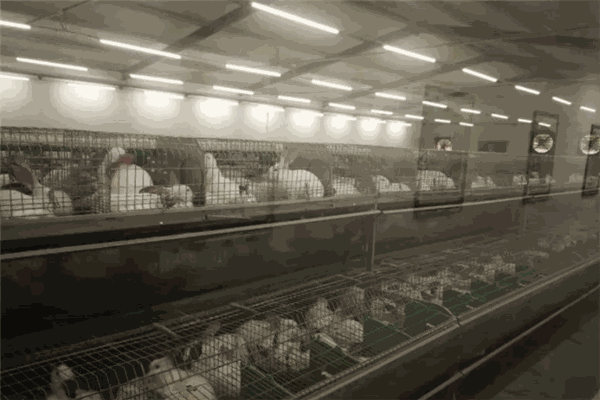 康大兔业养殖加盟