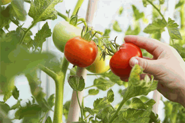 中腾君昊农副产品加盟