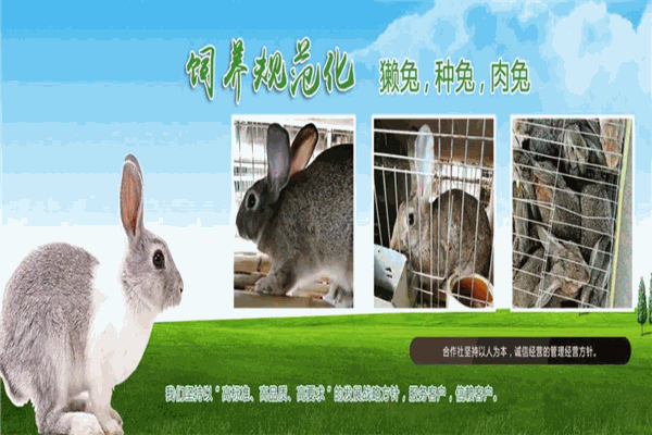 盛佳野兔养殖加盟