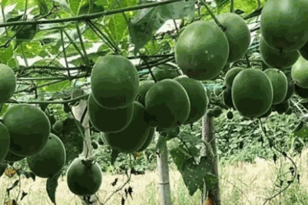 乡村园水果加盟 乡村园水果加盟