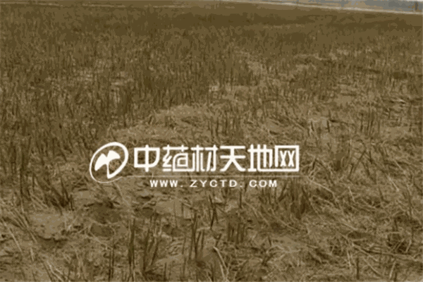 中药材天地网加盟