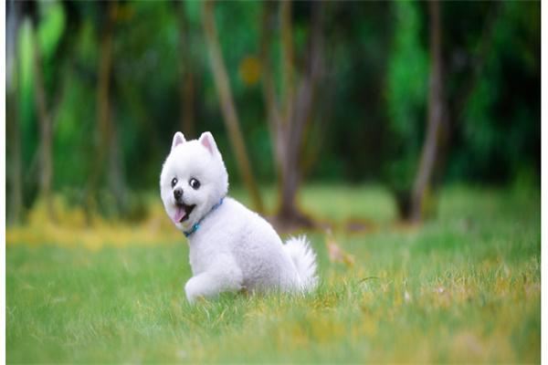 流浪之后宠物加盟