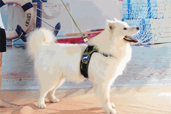 派特多宠物加盟 派特多宠物加盟