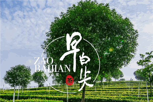 早白尖茶业加盟