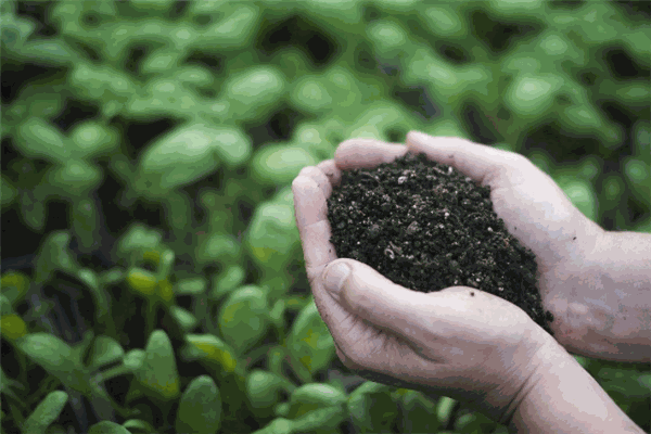 沃尔特复合肥加盟