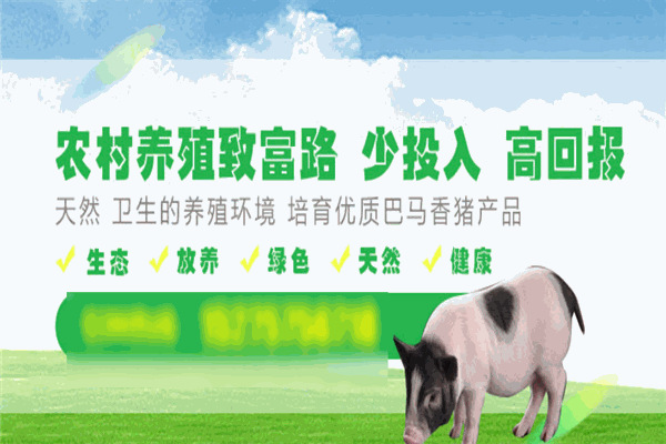 巴马香猪加盟 巴马香猪加盟