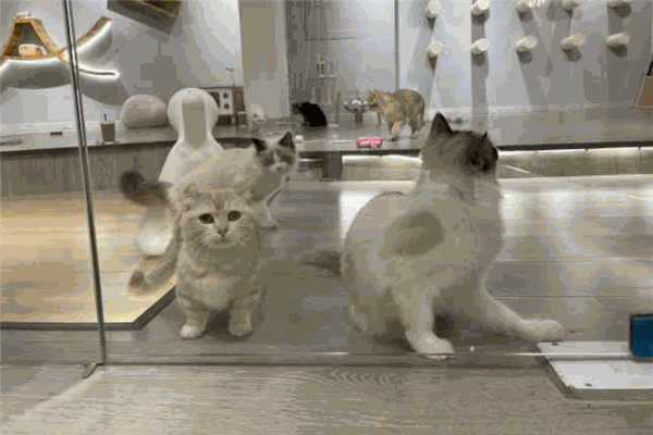 狗的猫宁宠物生活馆加盟