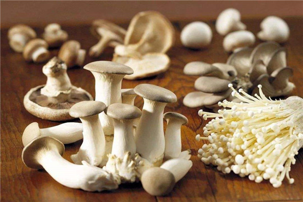 山宝食用菌加盟