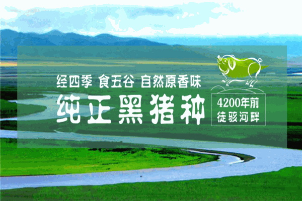 徒河黑猪加盟
