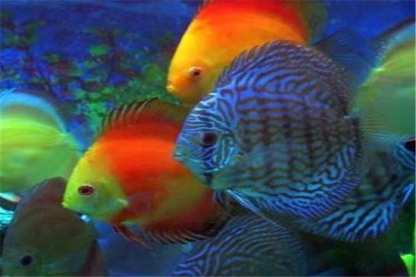 七彩鱼养殖基地加盟