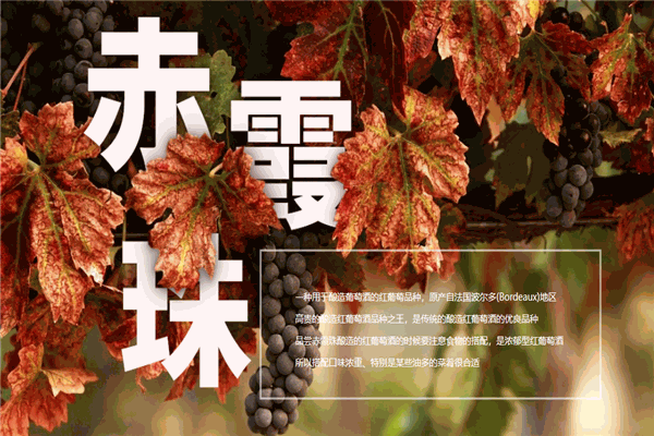 红宝石葡萄酒加盟