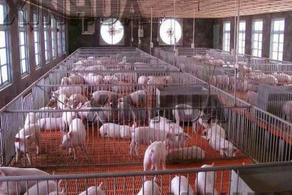 温氏集团养猪加盟