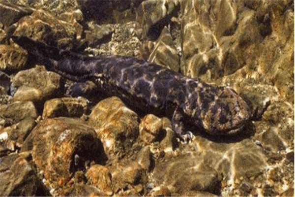 兴农大鲵娃娃鱼养殖加盟