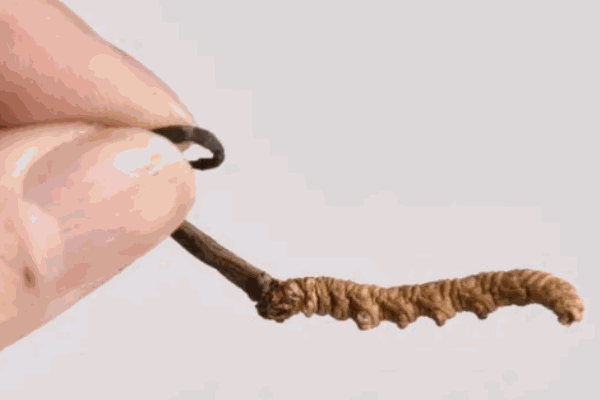 索郎顿株虫草加盟